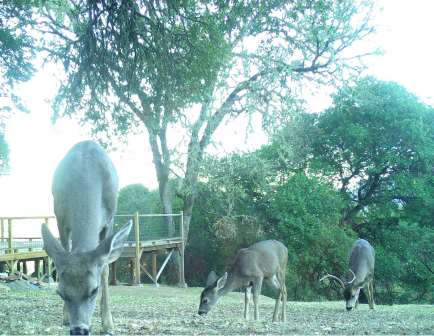 Morning Doe and 4 point 02